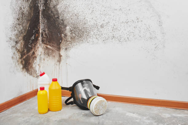 Best Localized Mold Remediation (e.g., coastal areas, humid climates) in Hannibal, MO