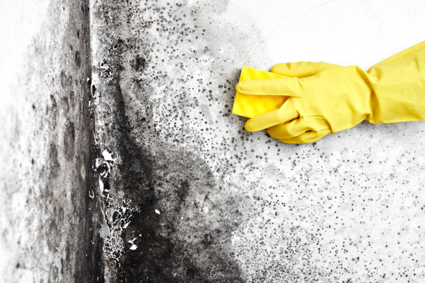 Best Commercial Mold Remediation in Hannibal, MO