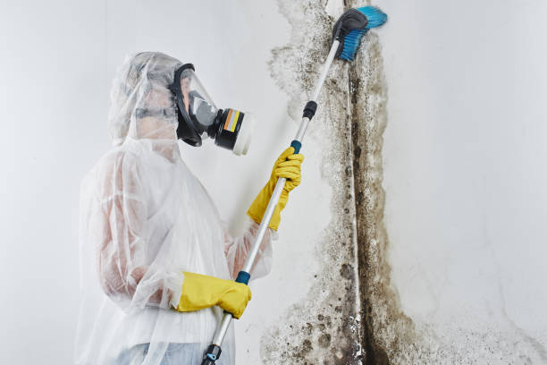 Best Basement Mold Remediation in Hannibal, MO