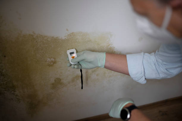 Best Commercial Mold Remediation in Hannibal, MO
