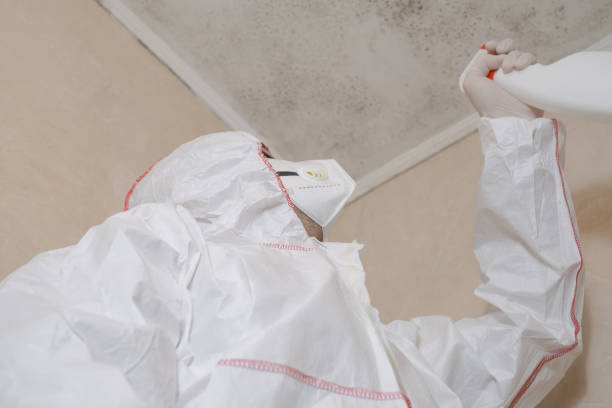 Best Insurance-Related Mold Remediation in Hannibal, MO