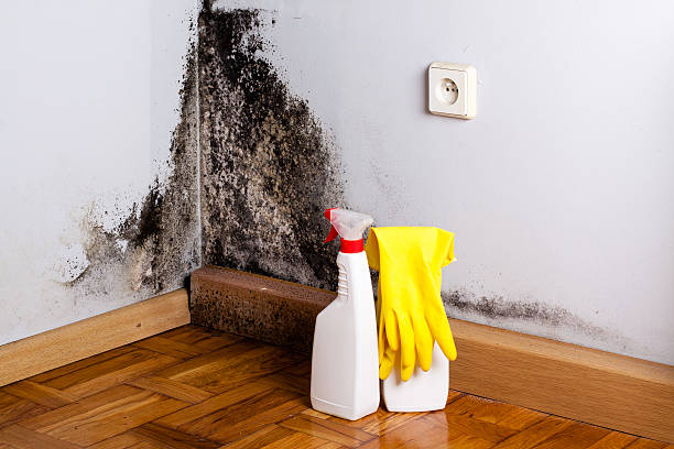 Best DIY Mold Remediation Support Services in Hannibal, MO