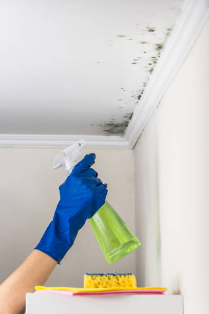 Best Preventive Mold Services in Hannibal, MO