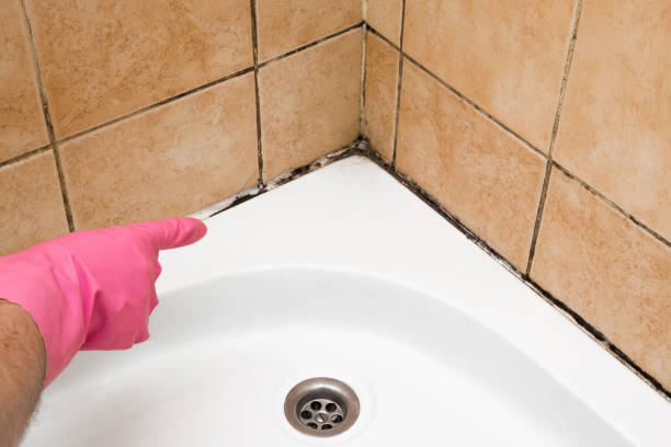 Best Residential Mold Remediation in Hannibal, MO